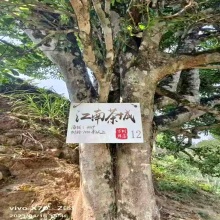 汉隐-古树红茶.乔木取秘境（75g）